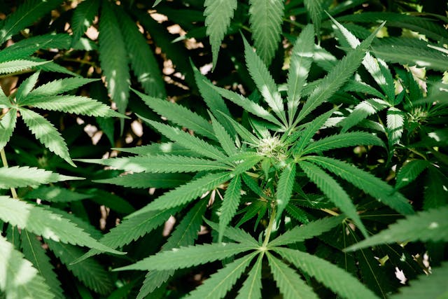 Weed flowers growing (photo by Elsa Olofsson)